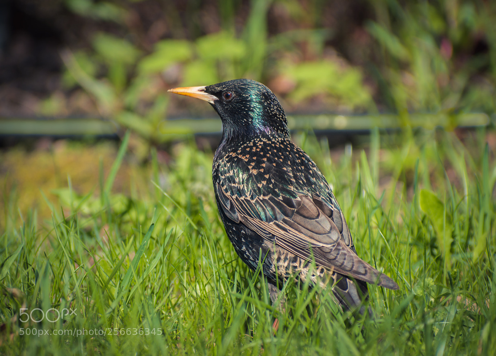 Nikon D7200 sample photo. Bird photography