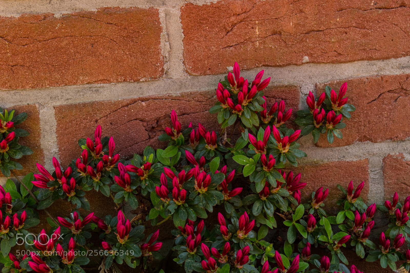 Sony SLT-A68 sample photo. Bodendecker photography