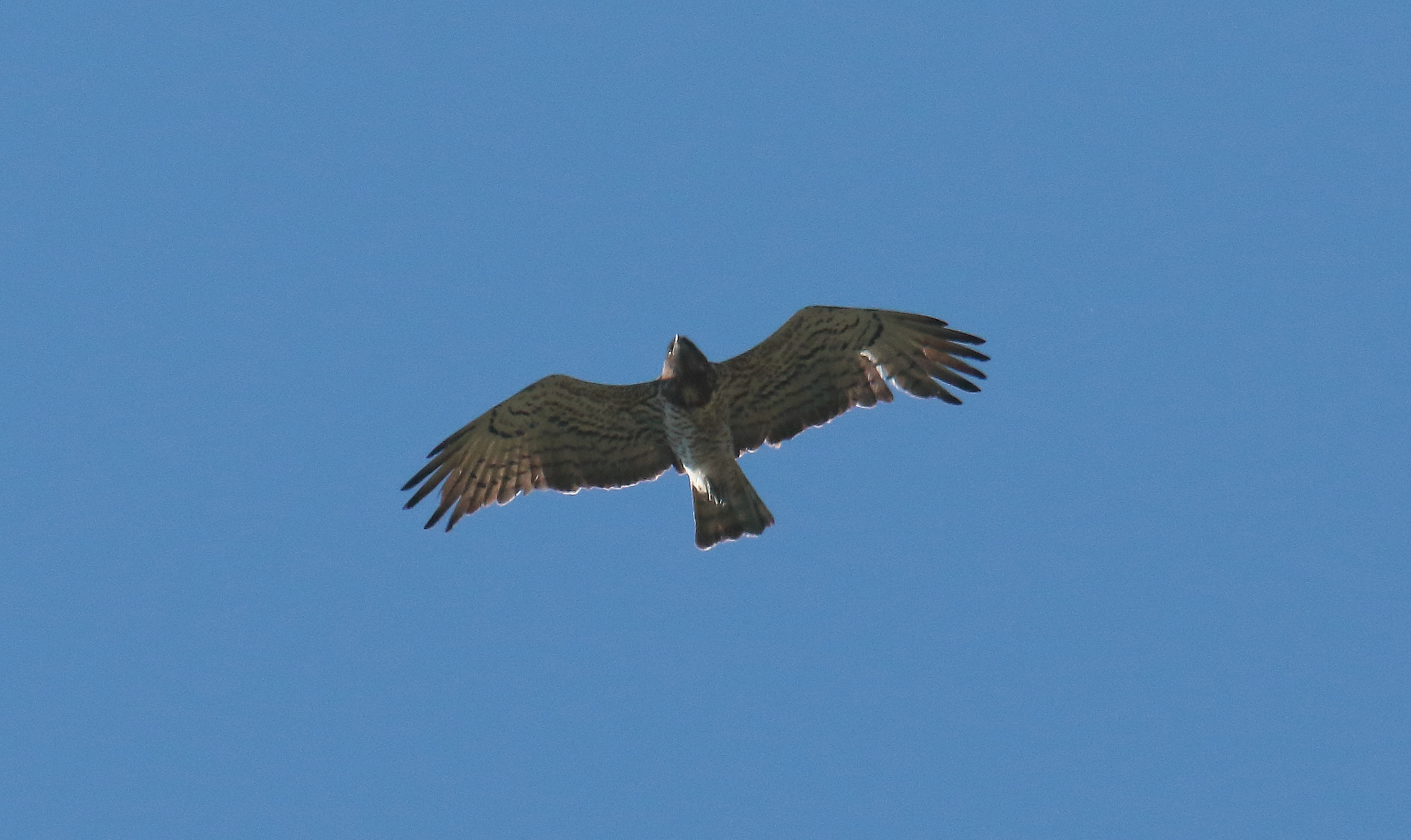 Sigma 150-600mm F5-6.3 DG OS HSM | S sample photo. Biancone - circaetus gallicus photography