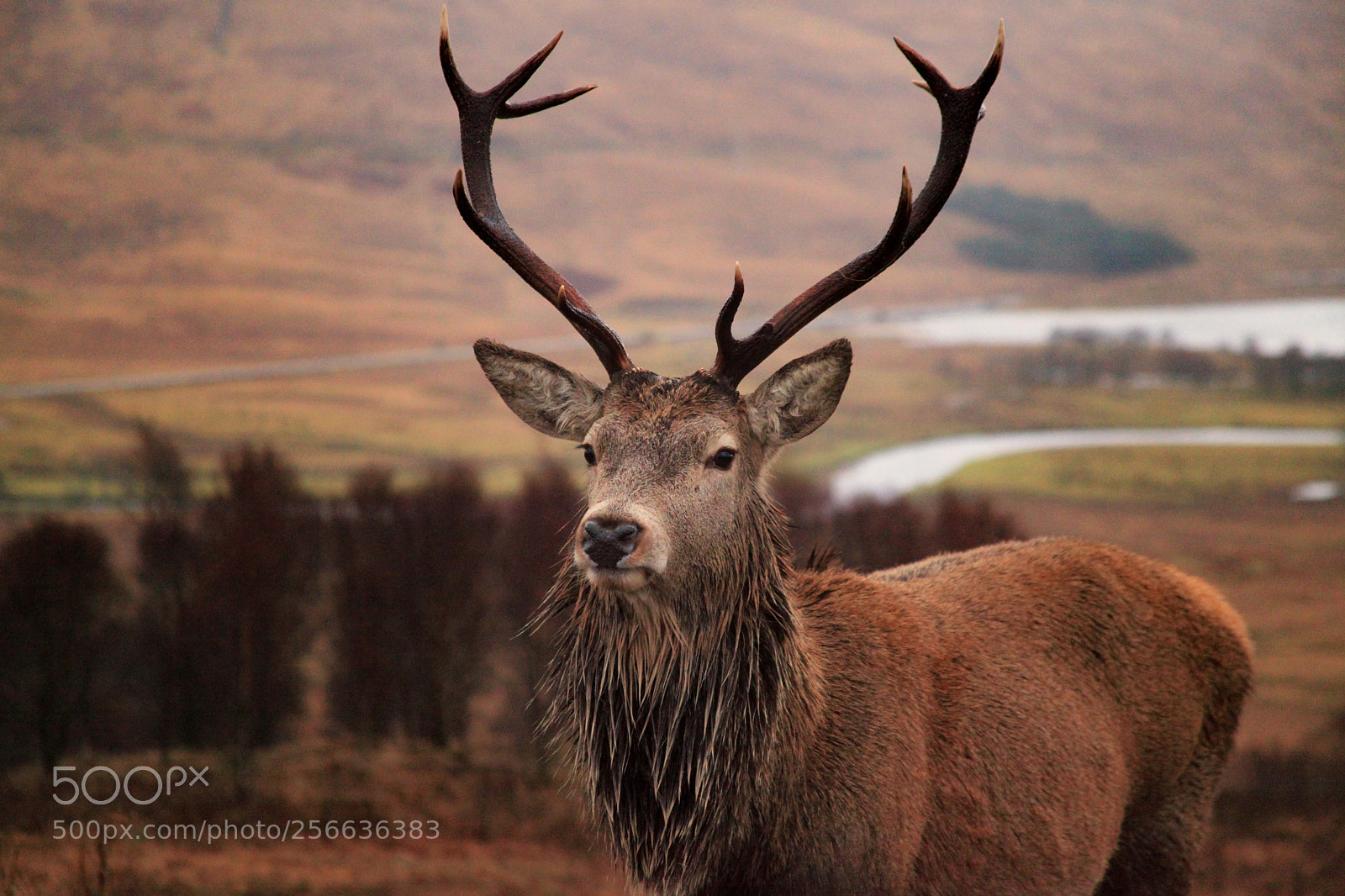 Canon EOS 5D Mark II sample photo. Scotland photography