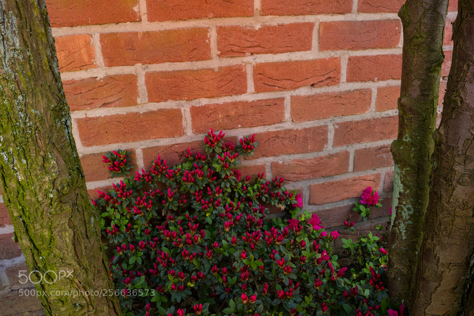 Sony SLT-A68 sample photo. Gartenmauer photography