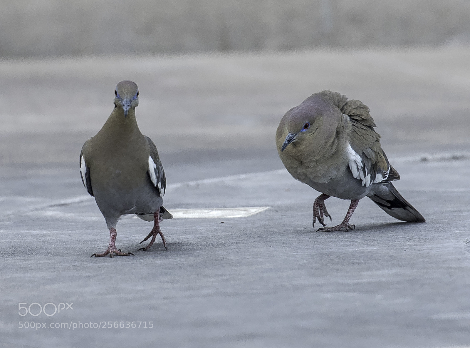 Nikon D810 sample photo. Bullying photography