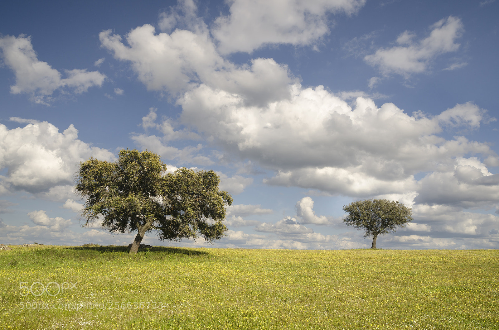 Nikon D7000 sample photo. Cuando el campo se photography