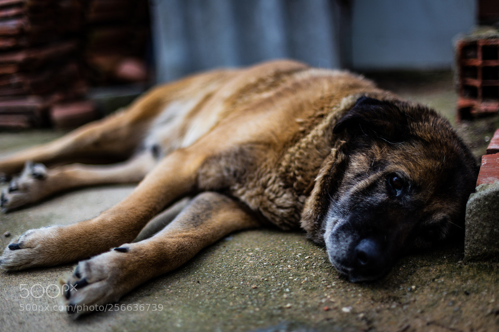 Canon EOS 6D sample photo. Old girl photography