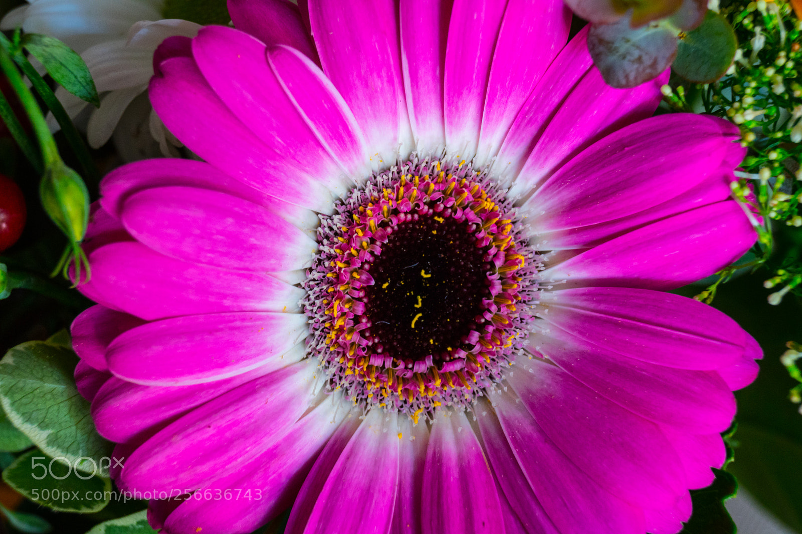 Sony SLT-A68 sample photo. Gerbera photography