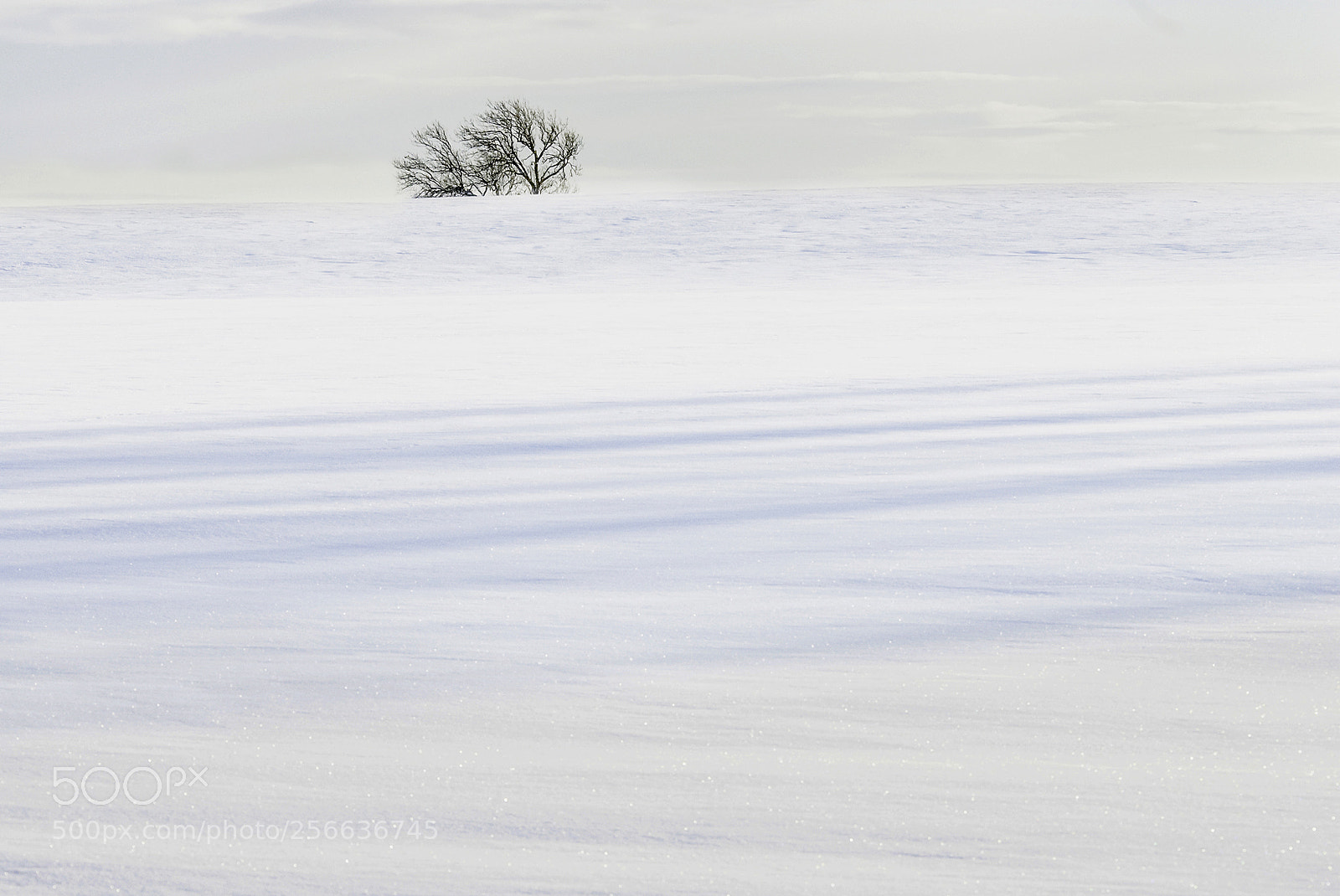 Nikon D200 sample photo. Tree near ford winter photography
