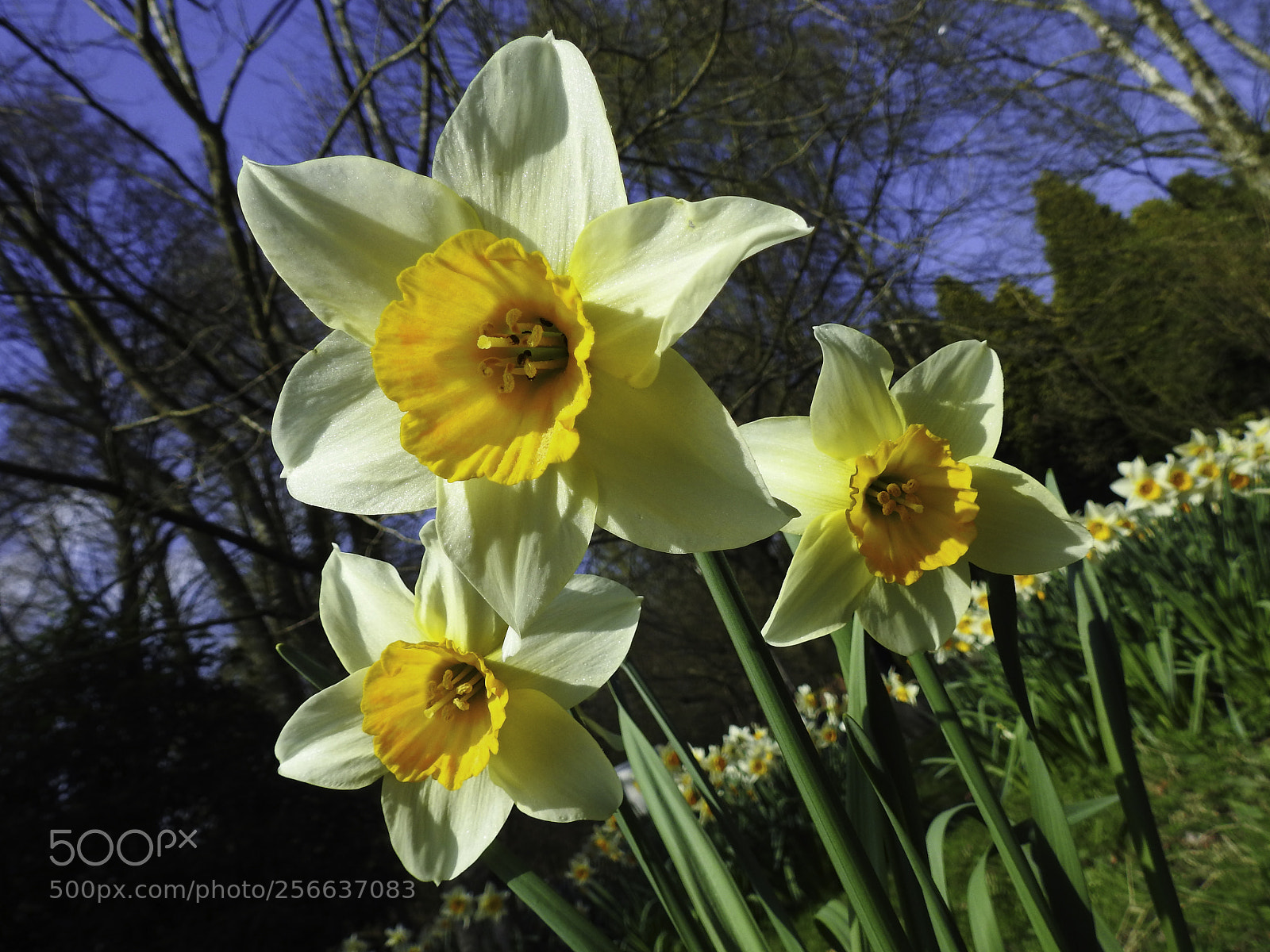 Nikon Coolpix P900 sample photo. Daffodils photography