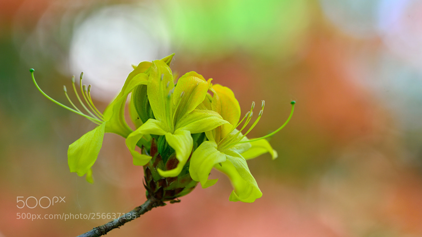 Nikon D800E sample photo. Bloom is wonderful photography