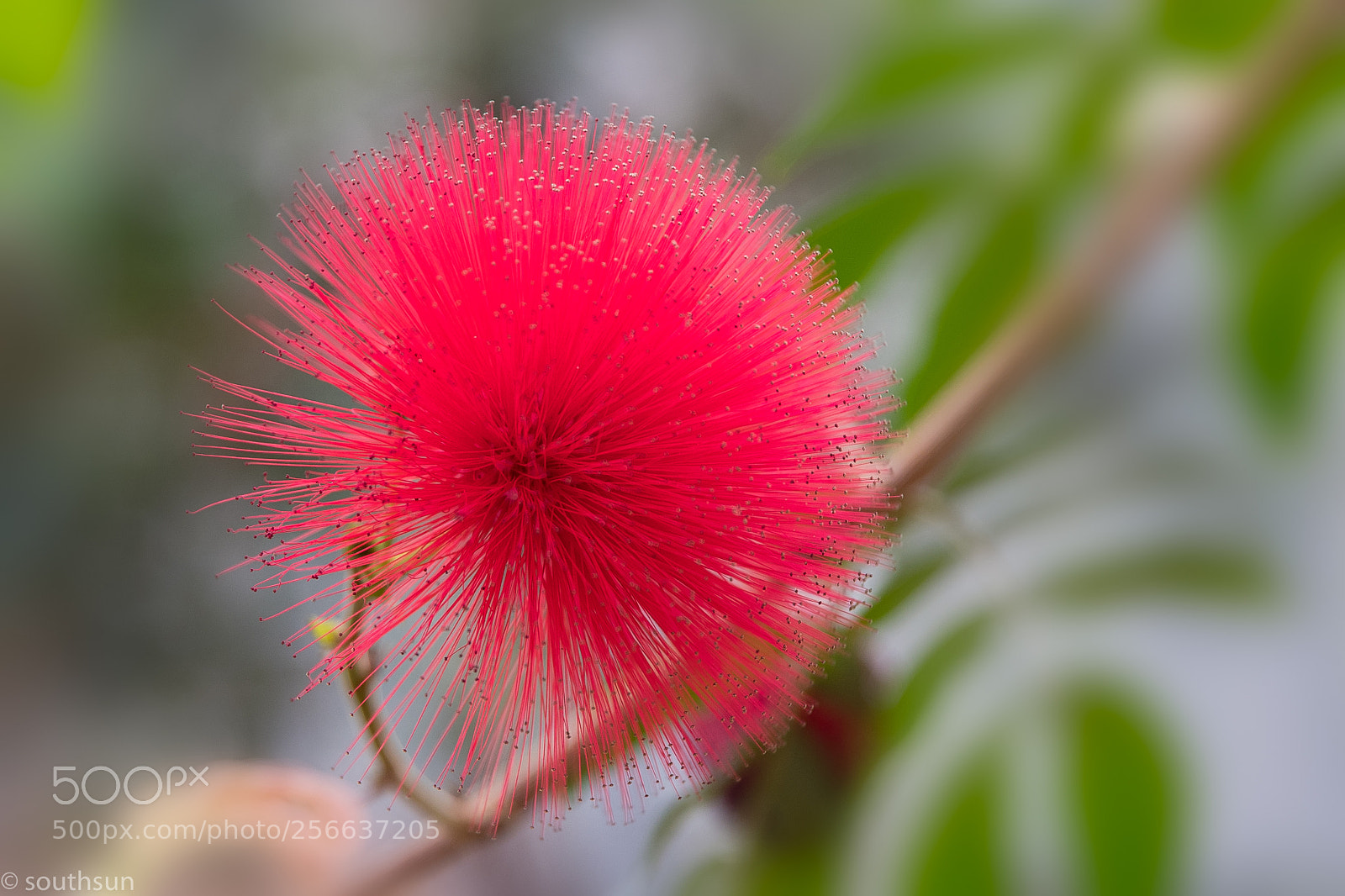 Canon EOS-1D X Mark II sample photo. Calliandra flower photography