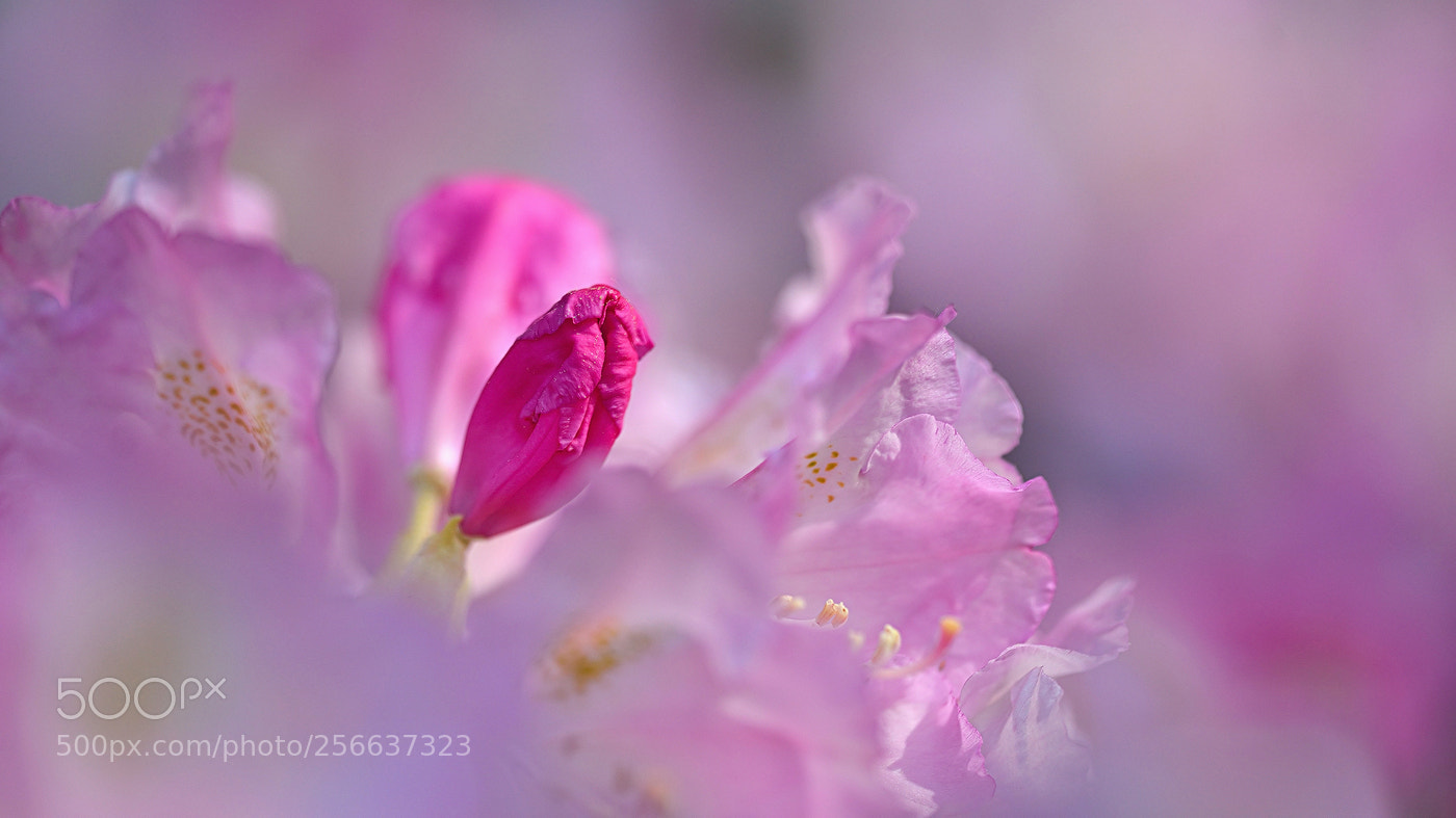 Nikon D800E sample photo. Young bloom photography