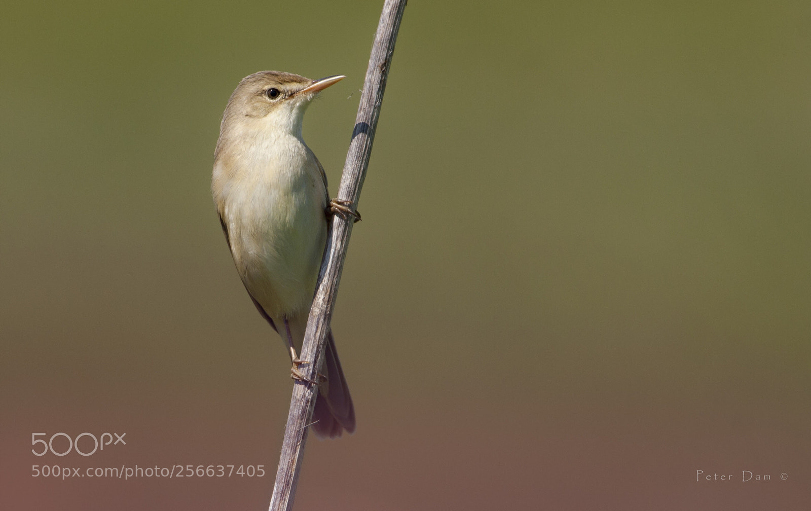 Canon EOS 40D sample photo. Marsh warbler photography