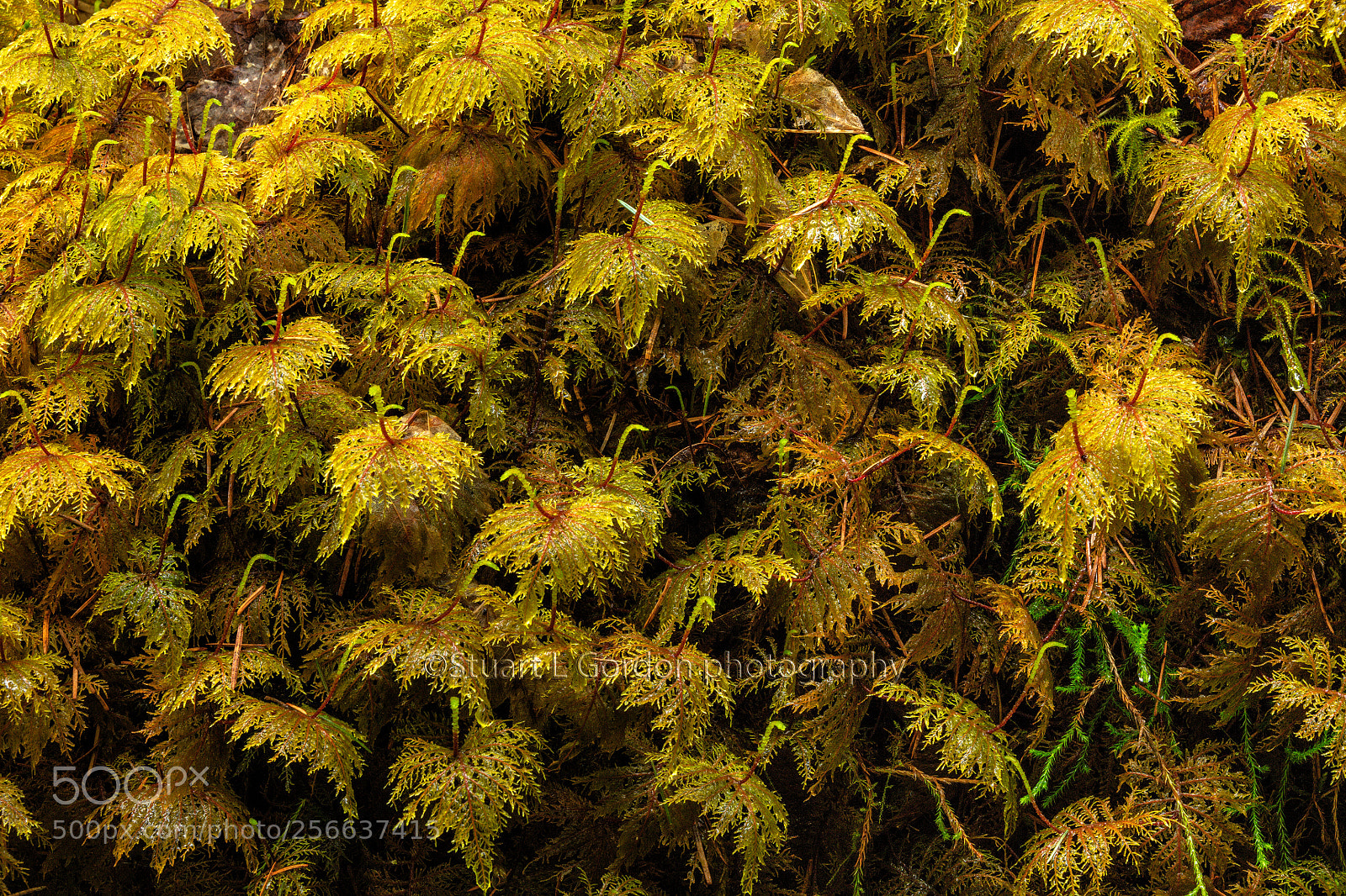 Canon EOS 5DS R sample photo. Fern detail photography
