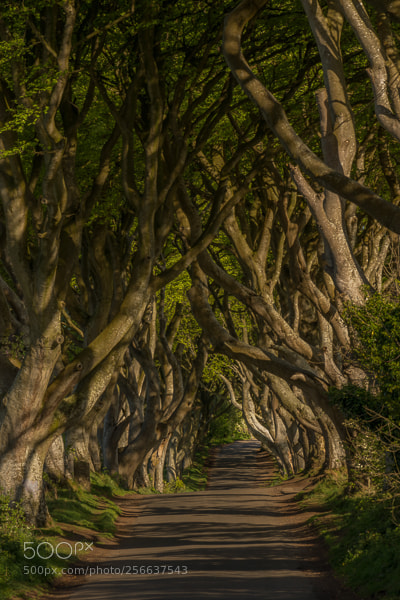 Nikon D7100 sample photo. Alberi photography