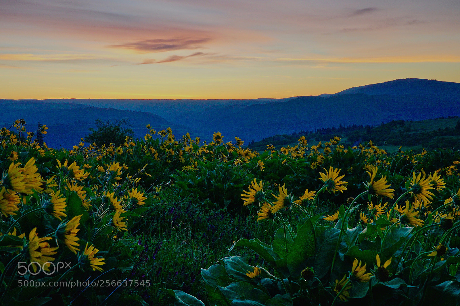 Sony a6000 sample photo. Balsamroot in the morning photography