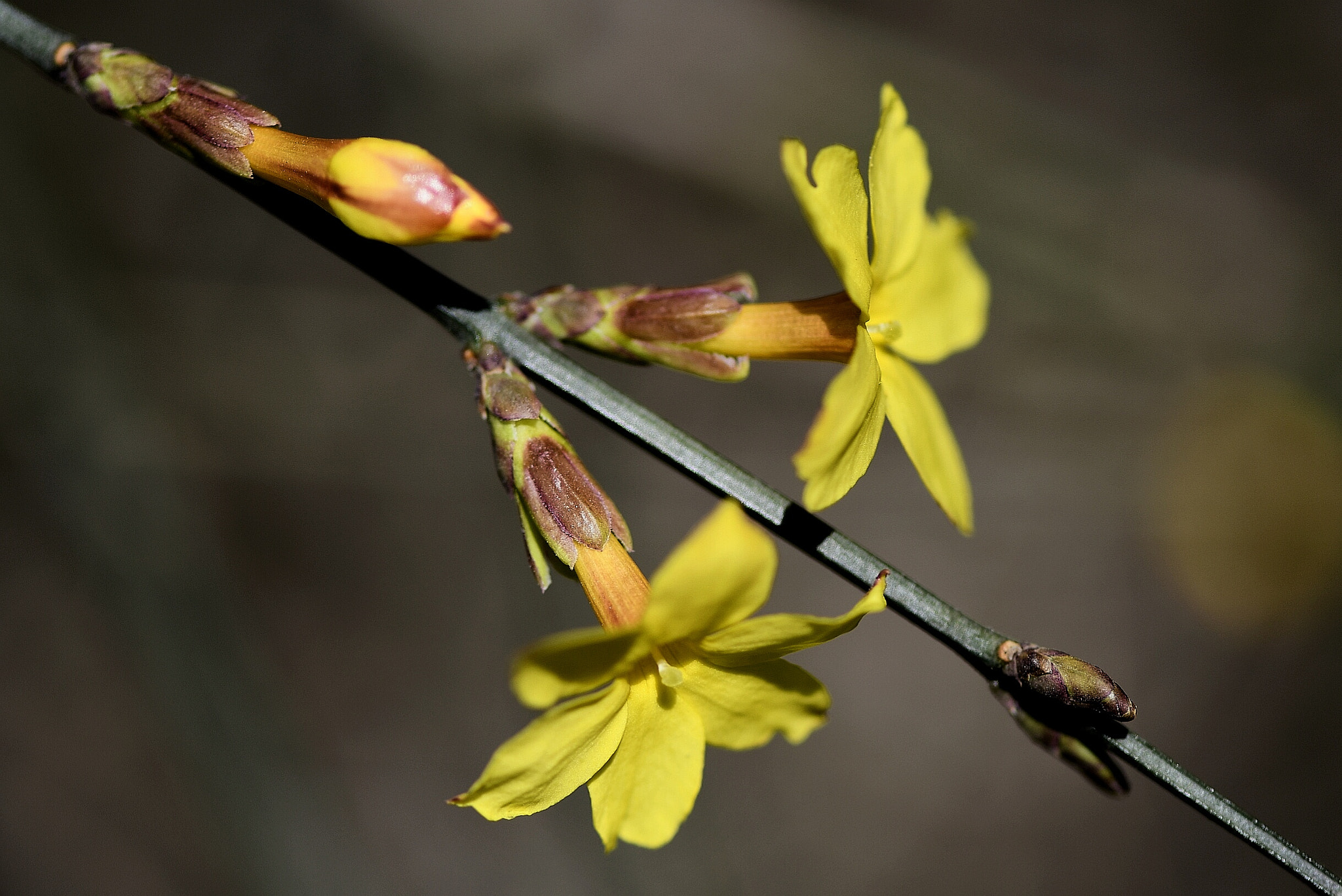 Nikon AF-S Micro-Nikkor 105mm F2.8G IF-ED VR sample photo. Golden jasmine photography