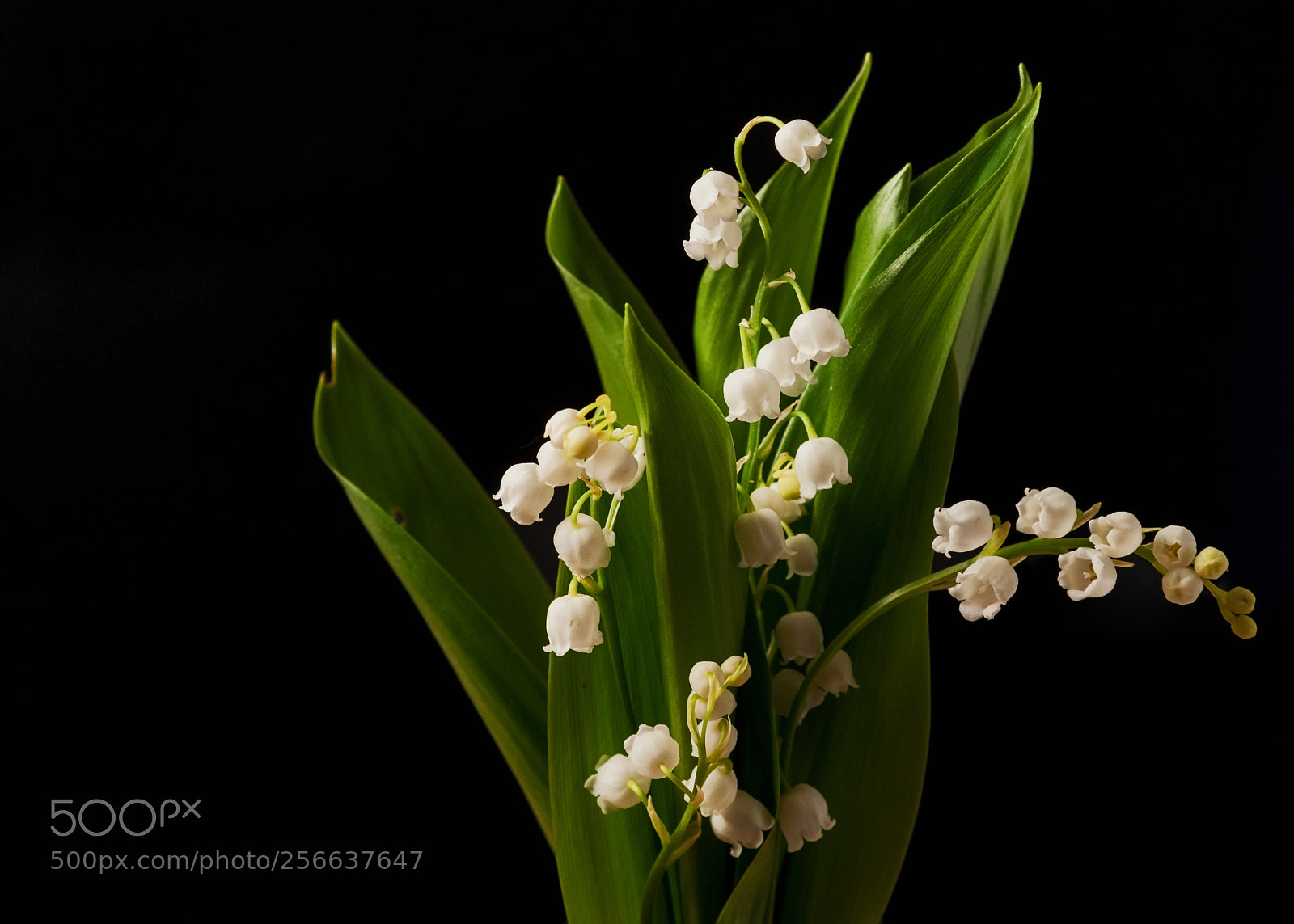 Sony Alpha DSLR-A230 sample photo. Fores lily of the photography