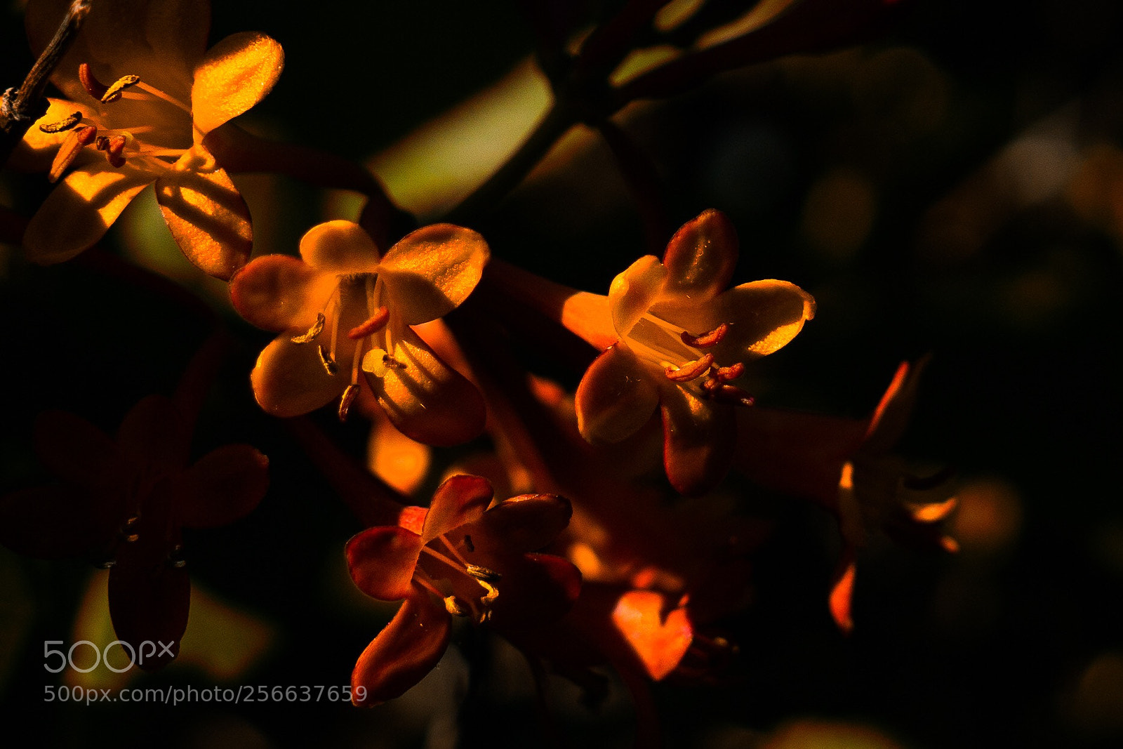 Sony a6000 sample photo. Flowers  photography
