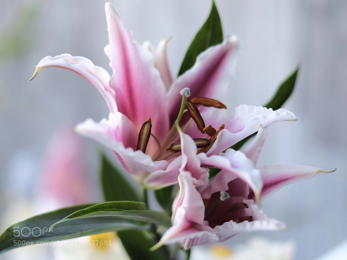 Fujifilm X-T2 sample photo. Just a flower  photography