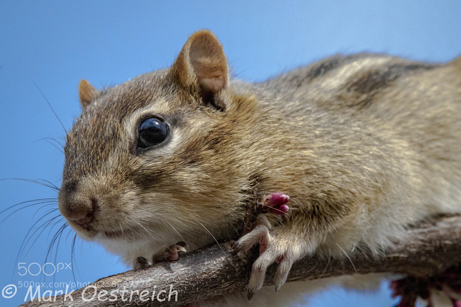Canon EOS 80D sample photo. Eastern chipmunk in redbud photography