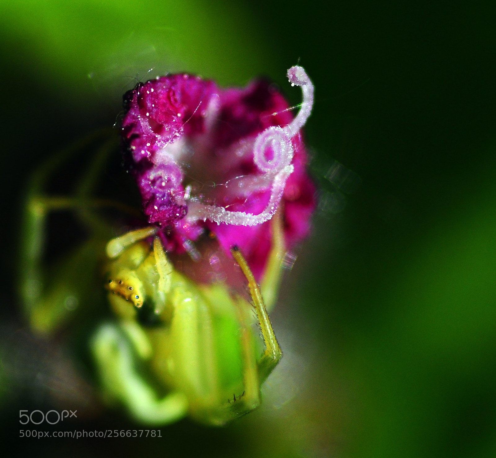 Nikon D90 sample photo. Spiderflower or have you photography