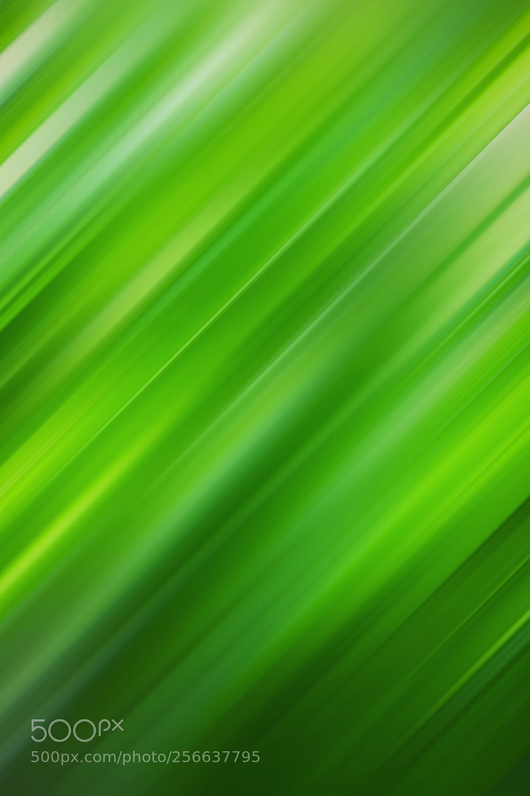 Nikon D5500 sample photo. Abstract green blurred background photography