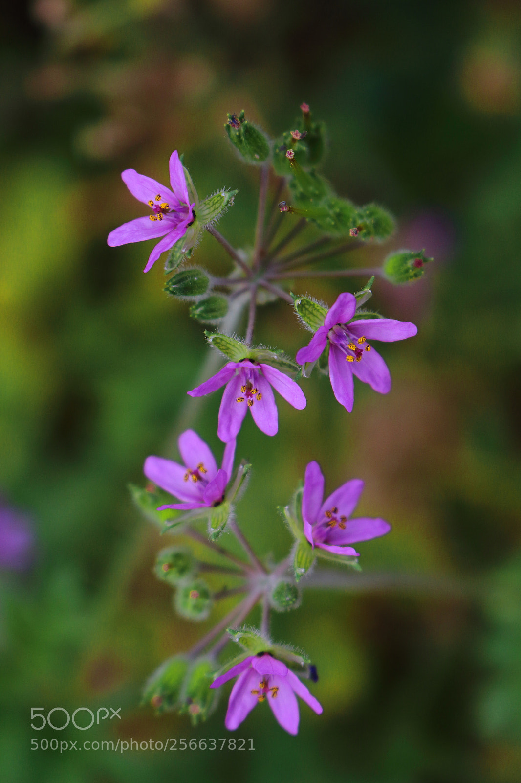 Canon EOS 700D (EOS Rebel T5i / EOS Kiss X7i) sample photo. Wildflowers photography