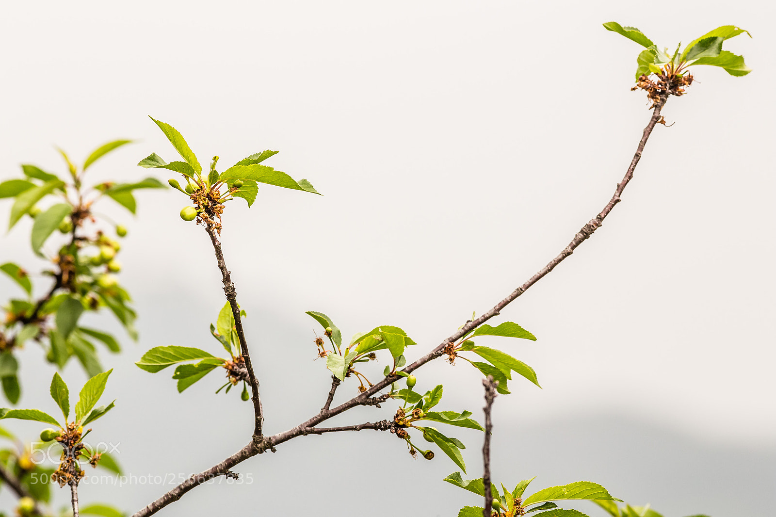 Canon EOS 6D sample photo. Spring photography