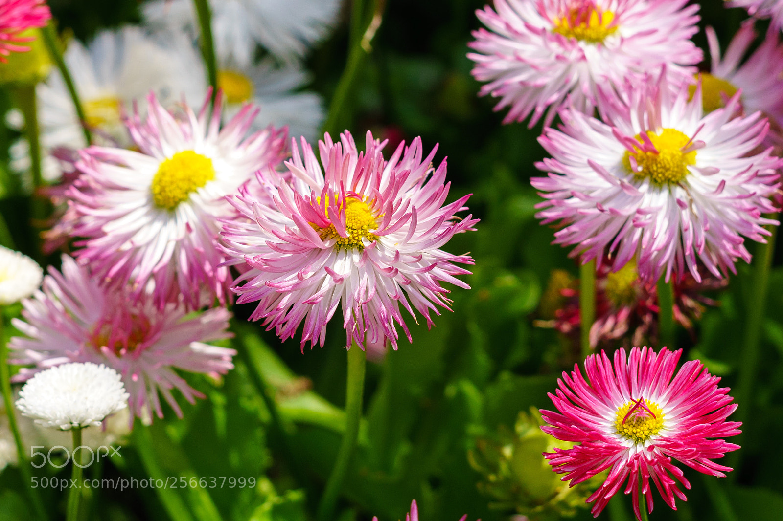 Sony a7 II sample photo. Flowers photography
