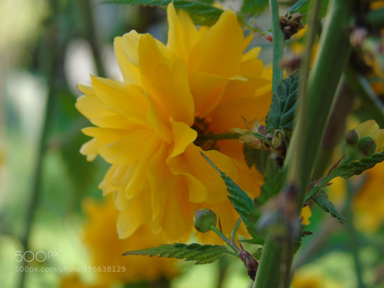 Sony Cyber-shot DSC-H400 sample photo. Beautiful day photography