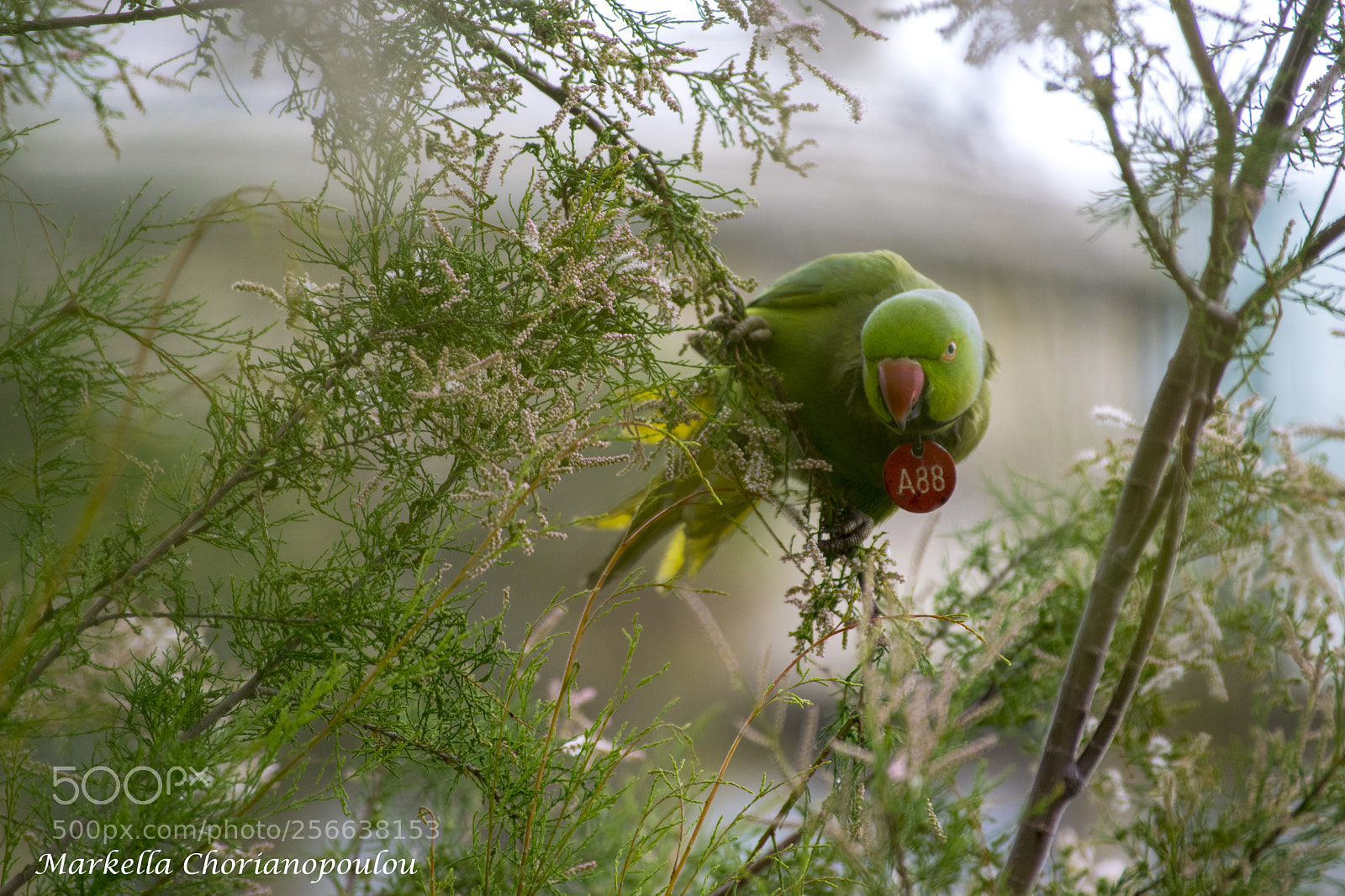 Nikon D3300 sample photo. Parrot photography