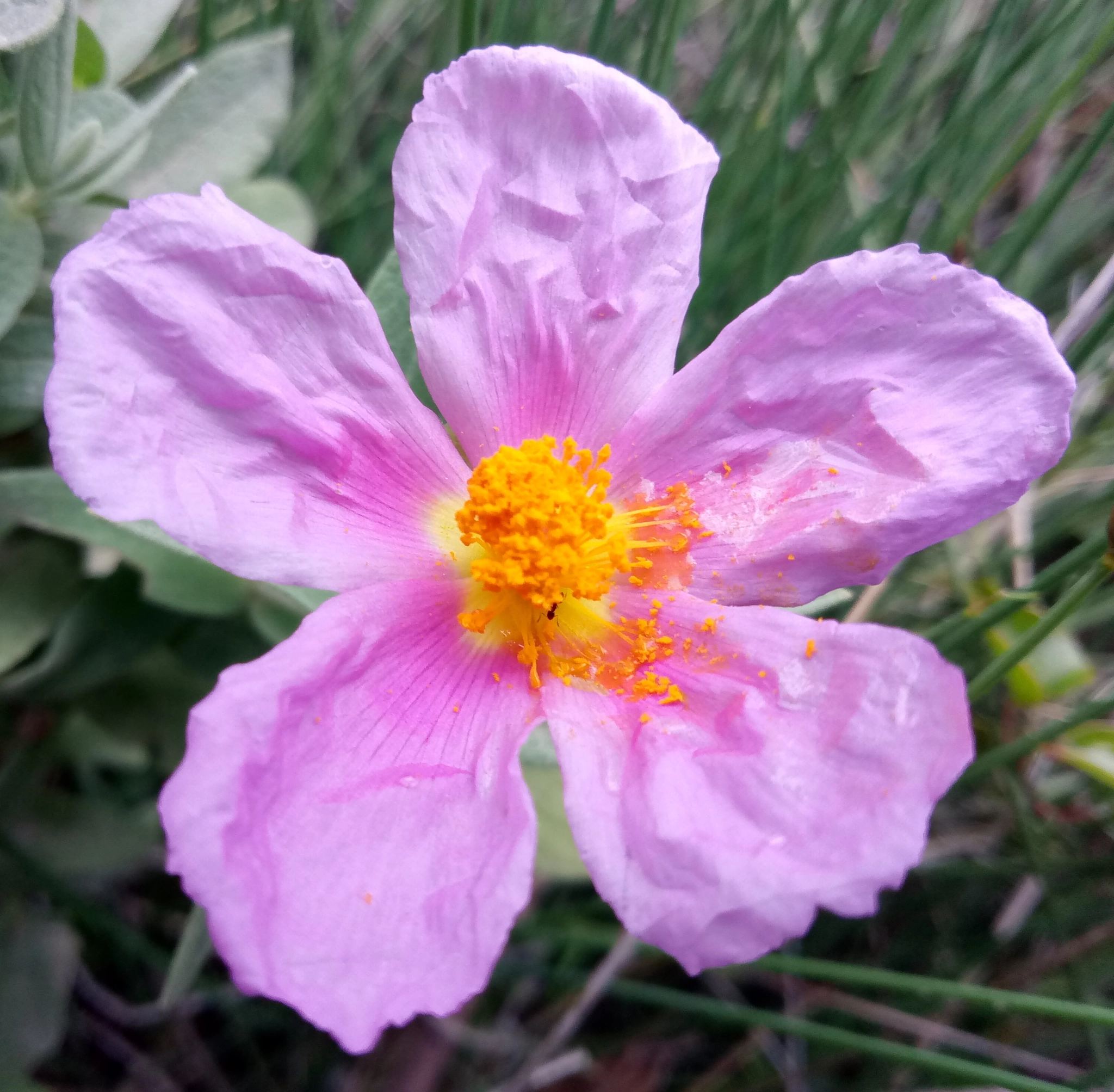 Meizu m3 note sample photo. Pink flower photography