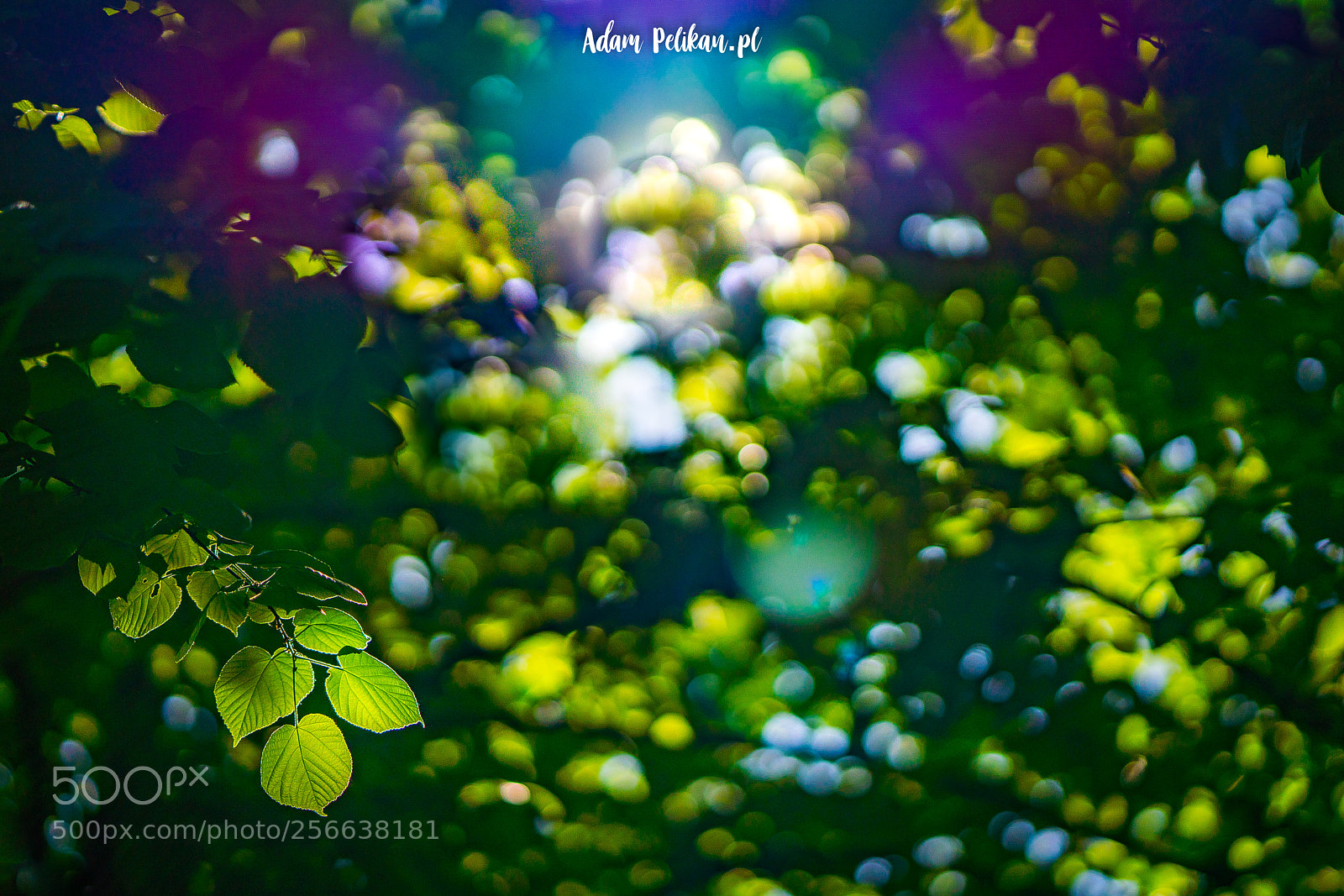 Sony a7R III sample photo. _hej1962-4.jpg photography