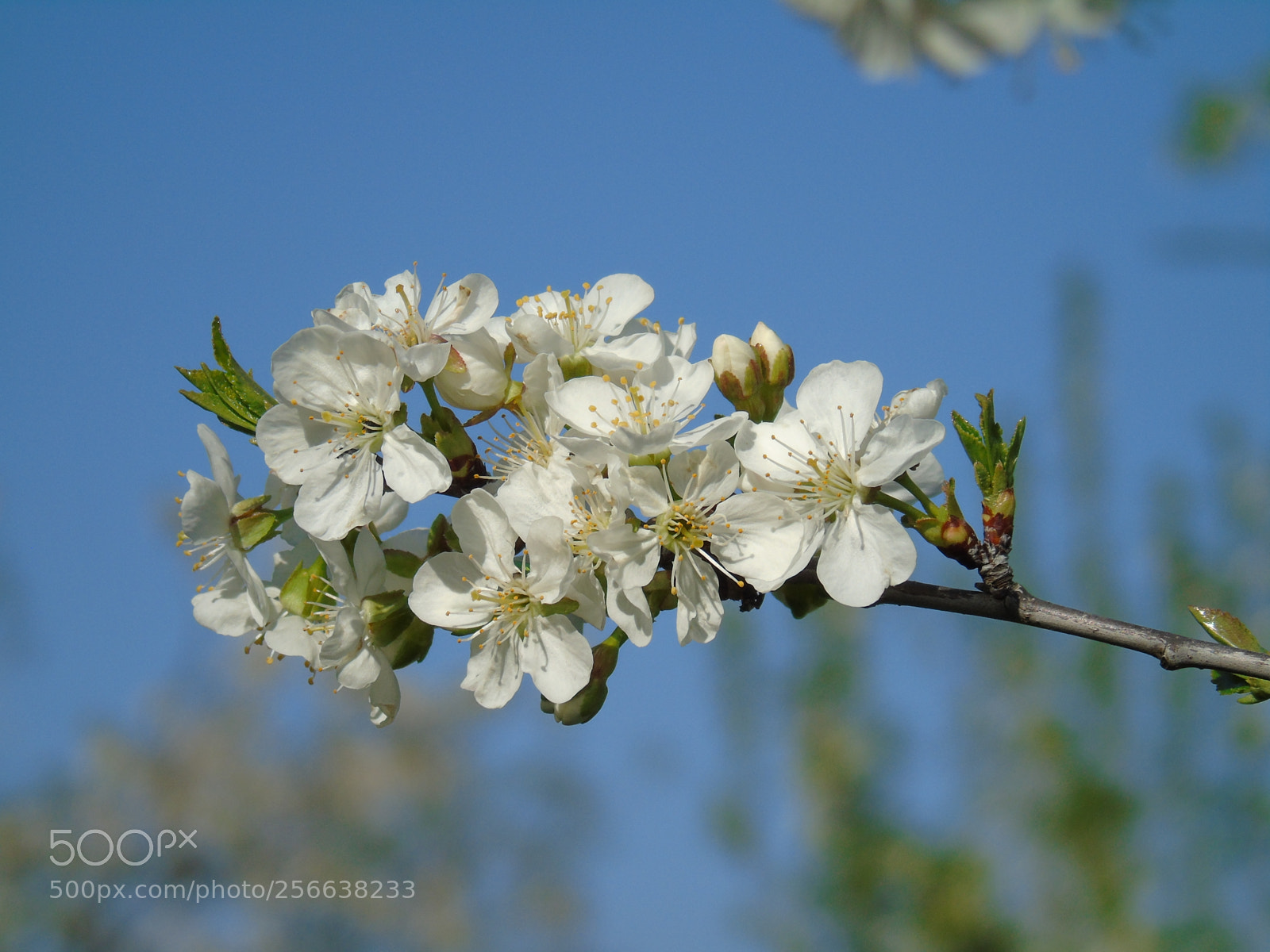 Sony Cyber-shot DSC-H400 sample photo. Macro photography