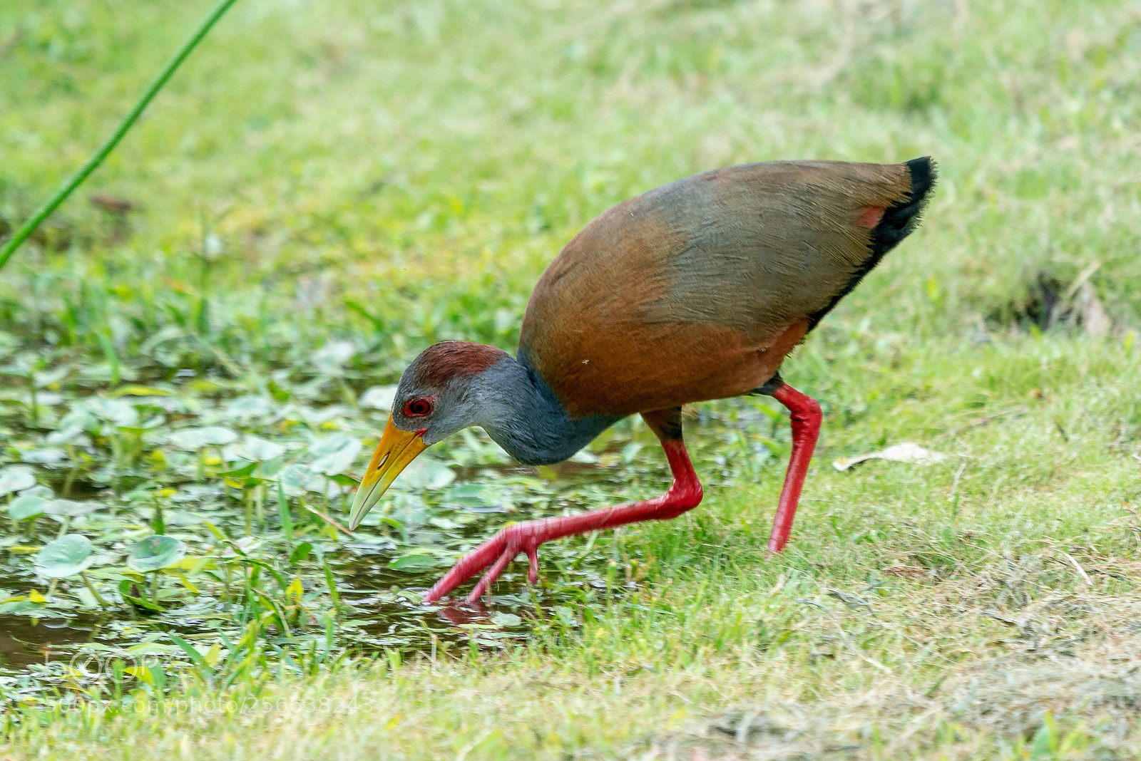 Sony a9 sample photo. Gray-cowled wood-rail photography