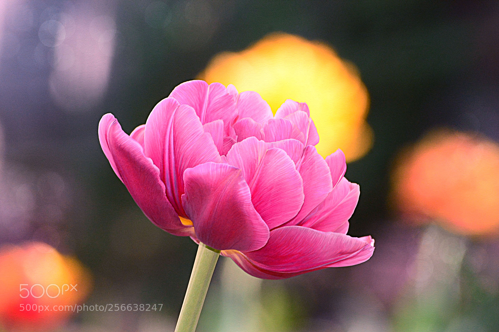 Nikon D7100 sample photo. Untitled photography