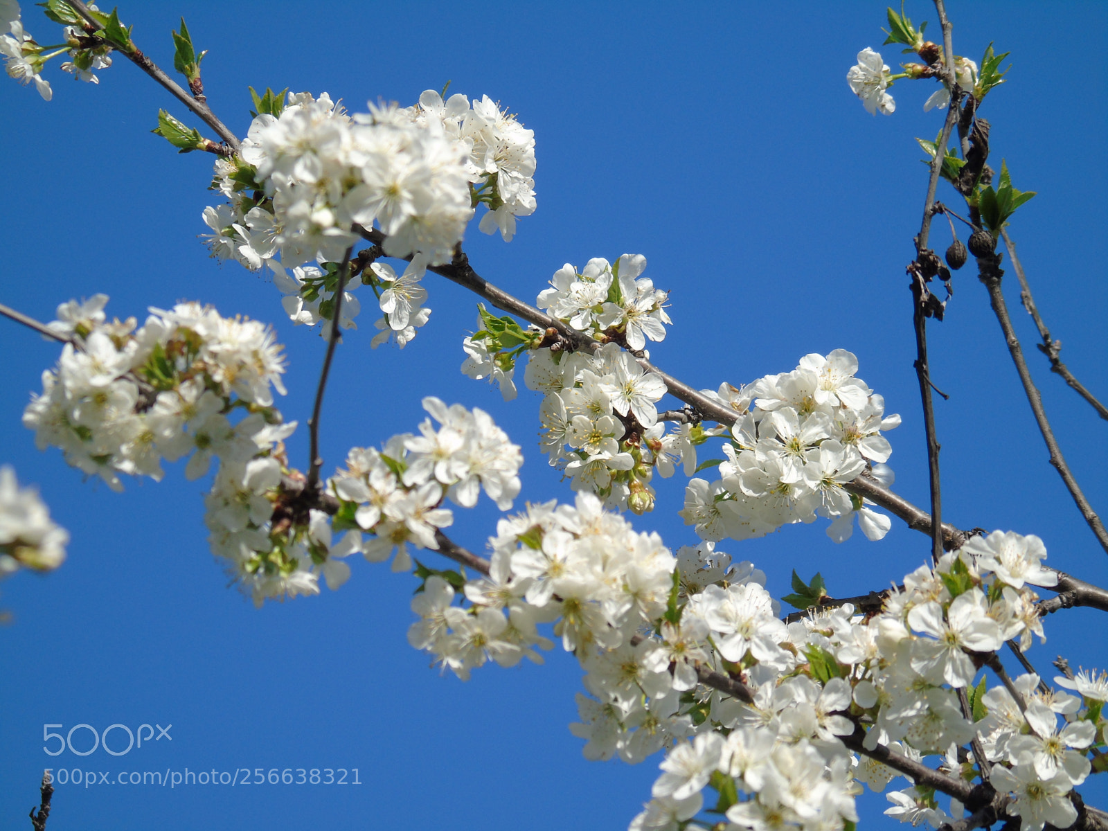 Sony Cyber-shot DSC-H400 sample photo. Spring flowers photography