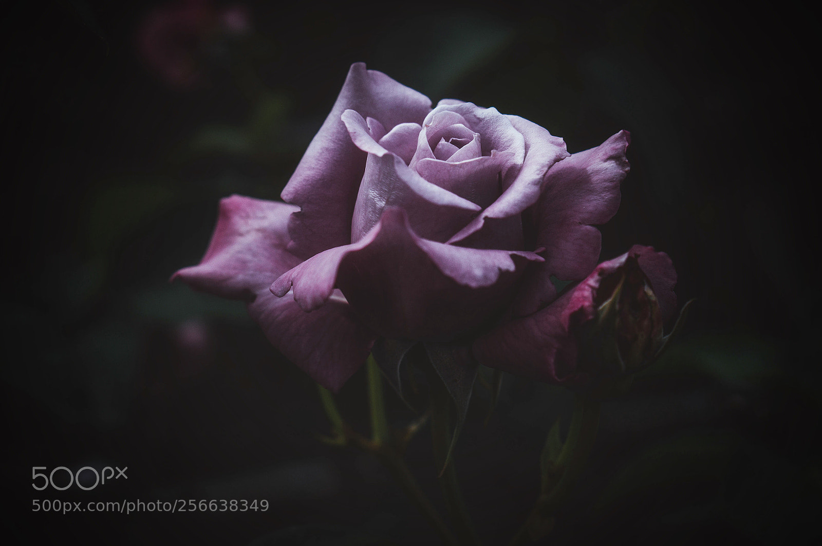Sony Alpha NEX-6 sample photo. Elegance photography