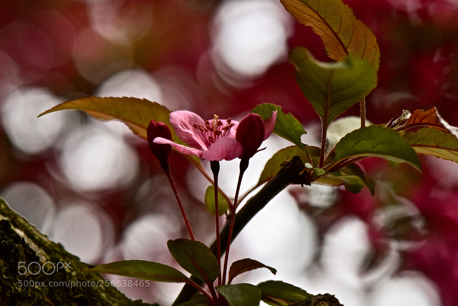 Nikon D810 sample photo. Resurgence photography