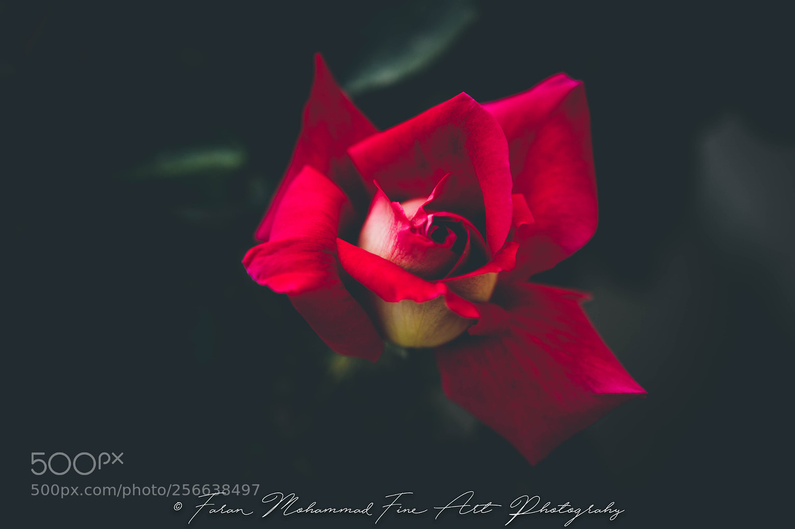 Canon EOS 80D sample photo. Rose photography