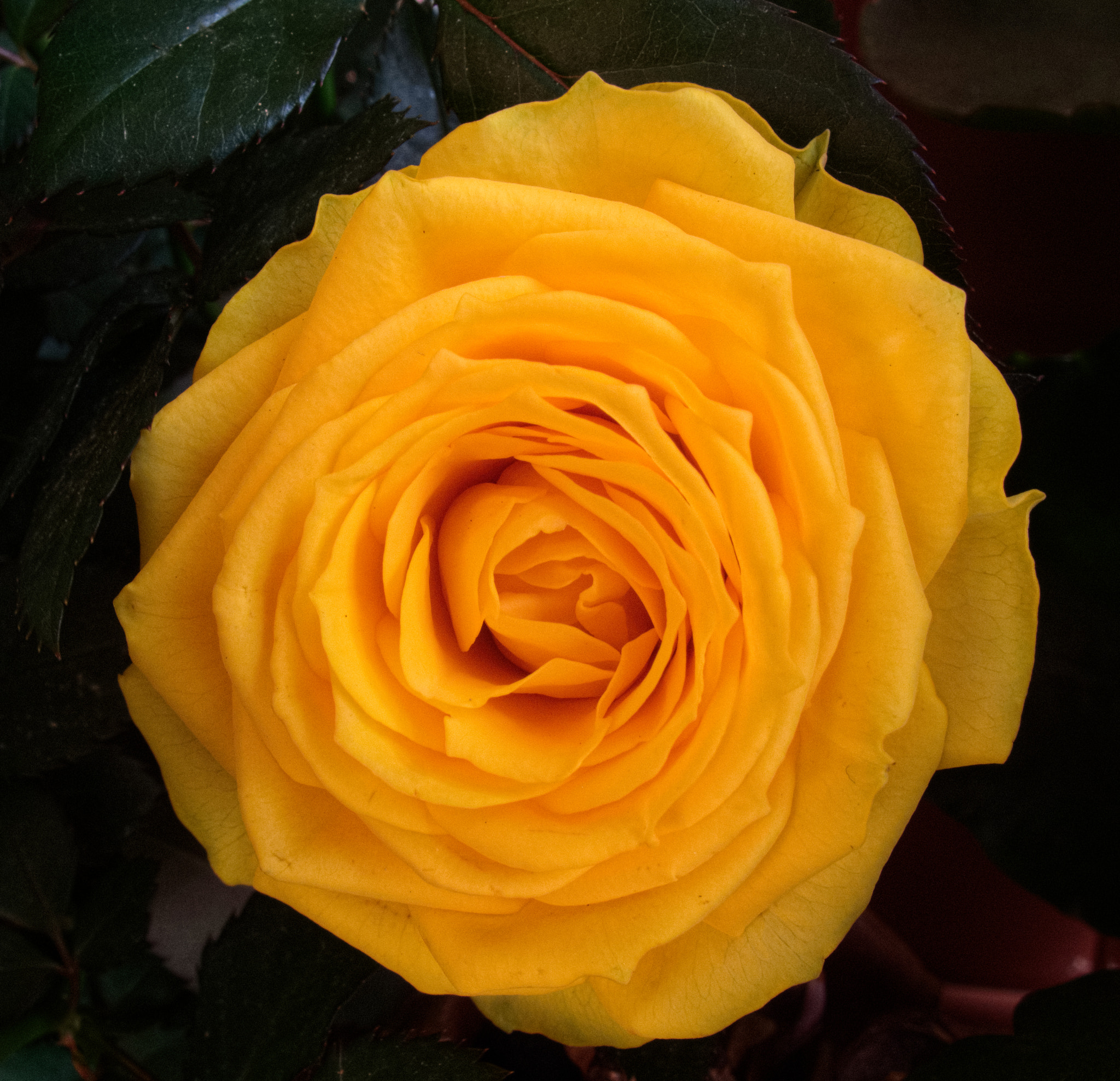 Canon PowerShot G10 sample photo. ...yellow love photography