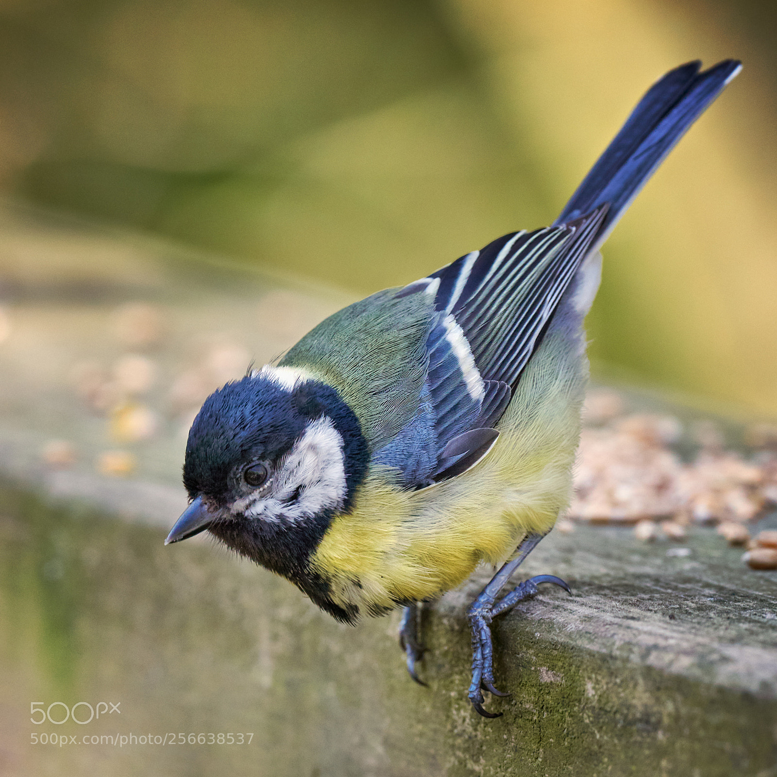 Canon EOS 5D Mark IV sample photo. Time to fly photography