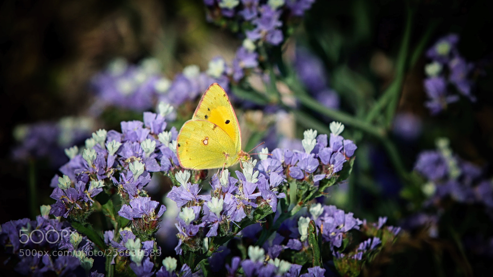 Canon EOS 5D Mark II sample photo. Yellow butterfly (gonepteryx cleopatra) photography