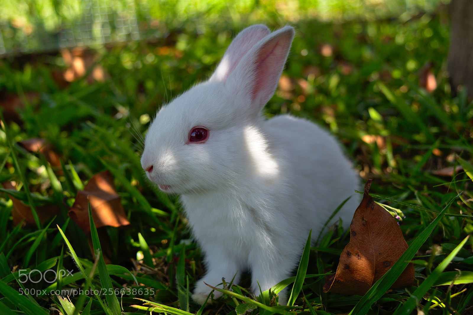 Nikon D7200 sample photo. Cute baby rabbit photography
