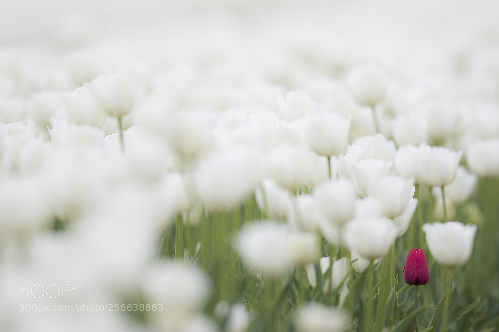 Canon EOS 7D Mark II sample photo. Lonely tulip i photography