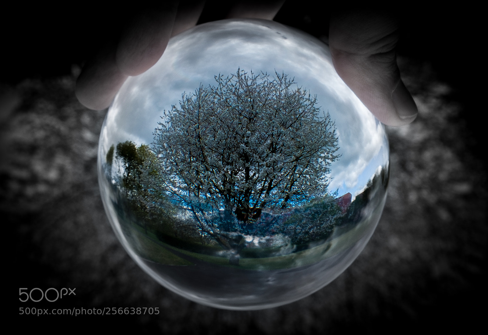 Fujifilm X-T2 sample photo. White blossom photography