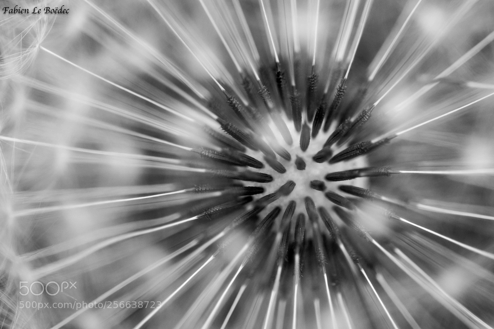 Nikon D7100 sample photo. Piquant b&w photography