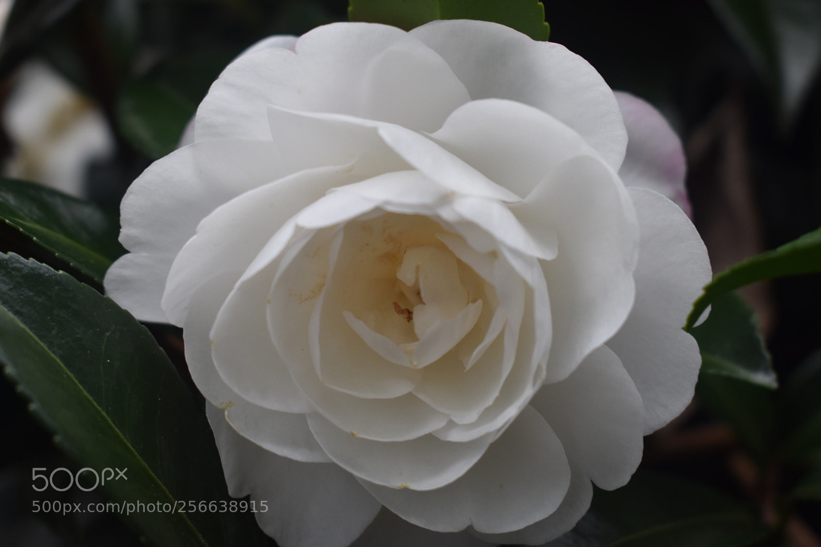 Nikon D3400 sample photo. Intricately beautiful photography