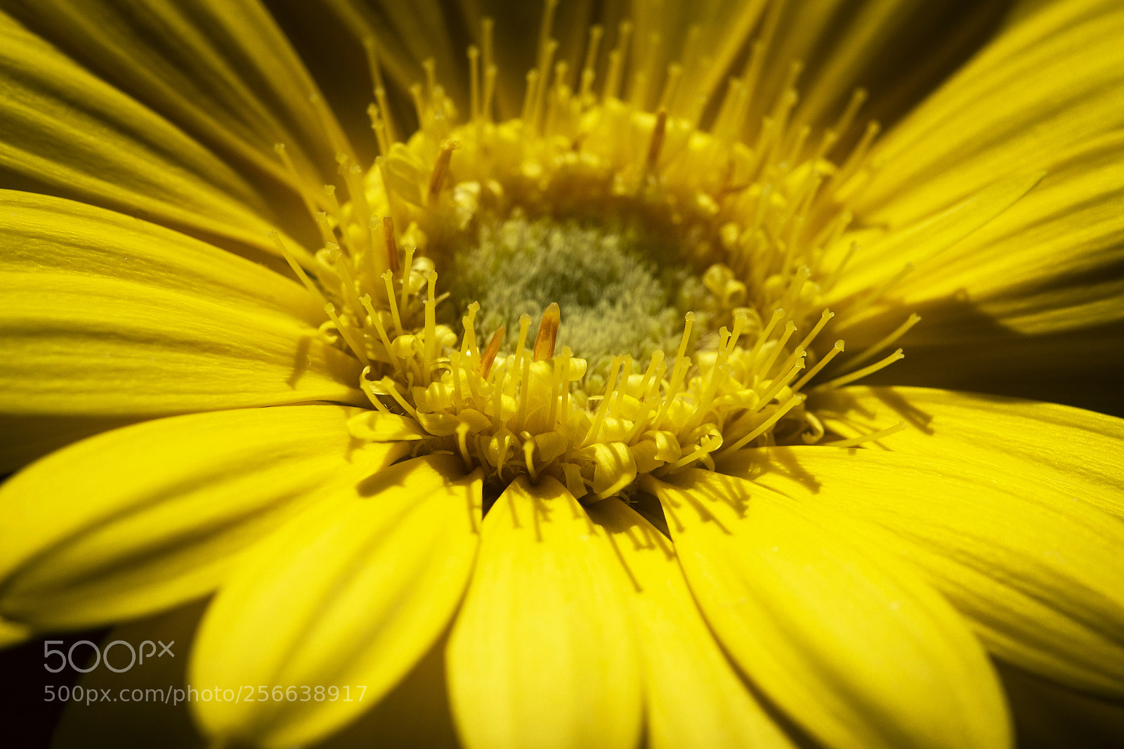 Nikon D5500 sample photo. Detail yellow flowers petals photography
