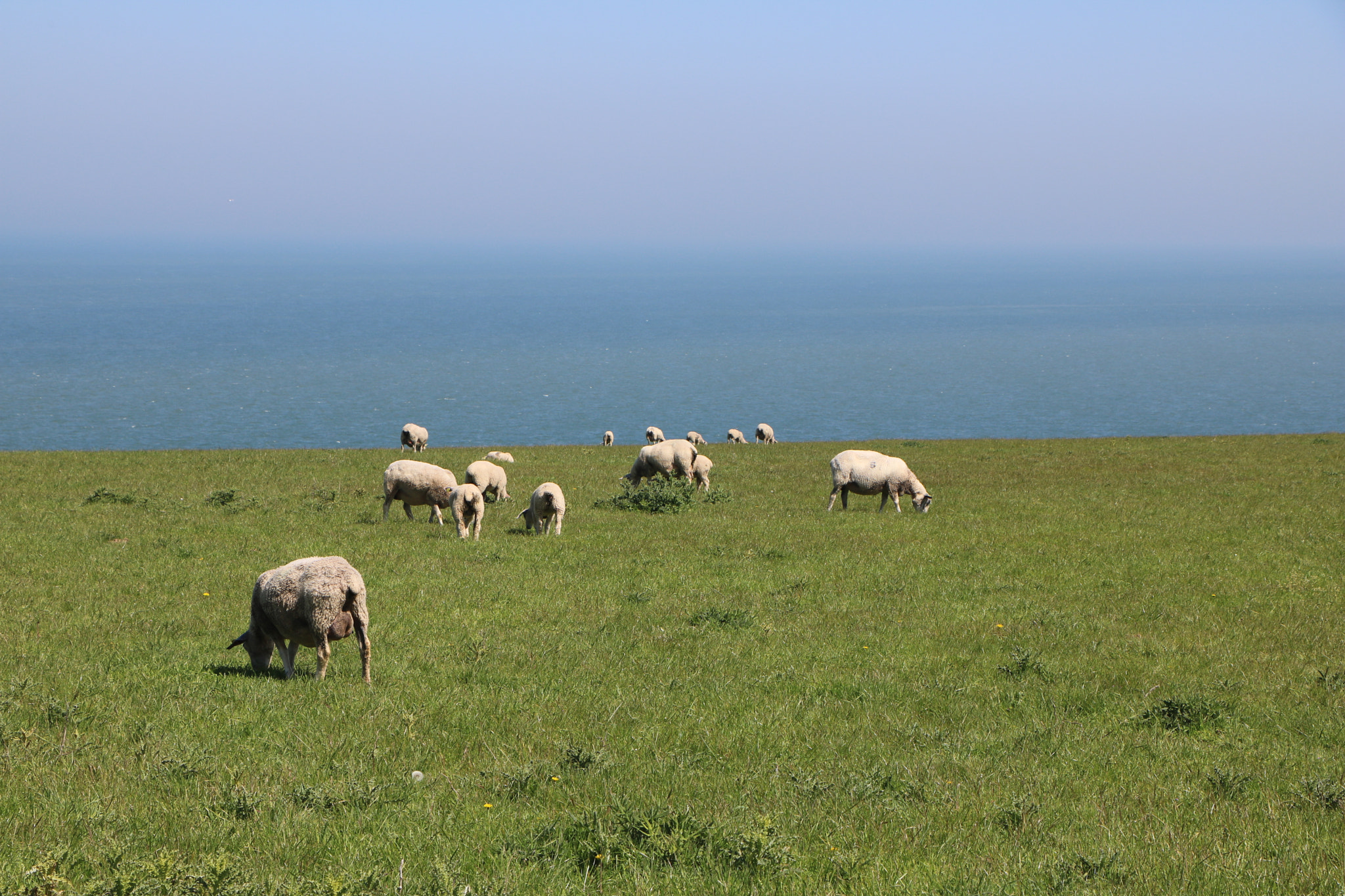 Canon EOS 760D (EOS Rebel T6s / EOS 8000D) sample photo. Sheep photography