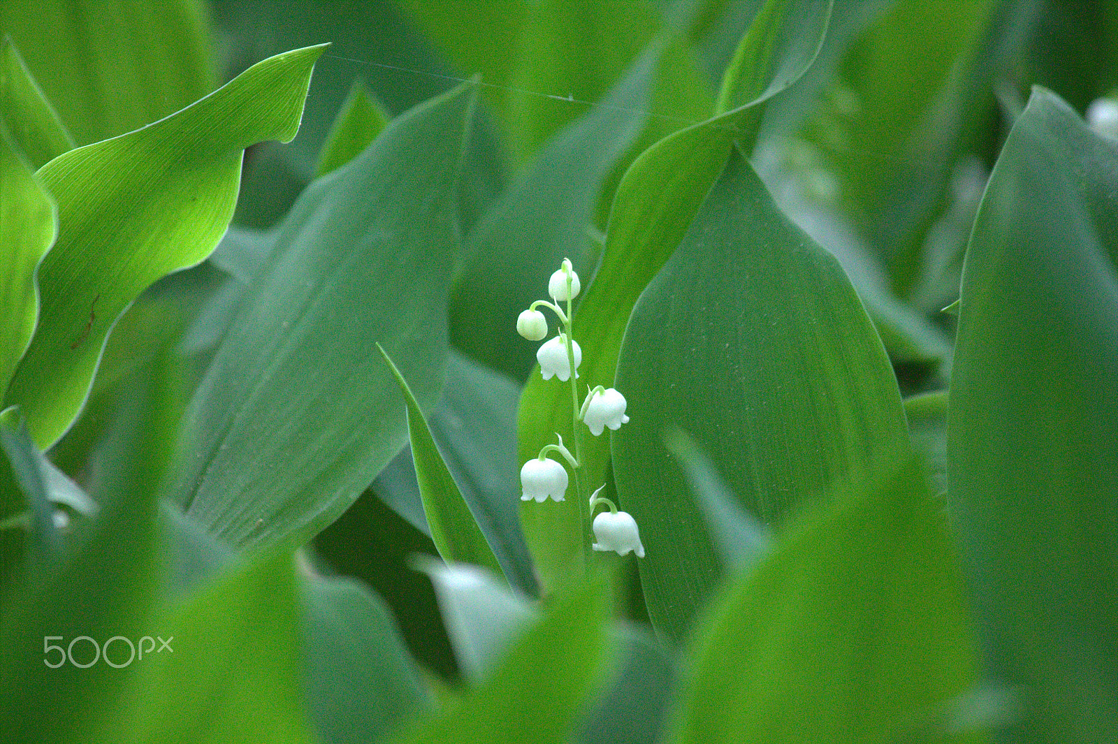 Canon EOS 1100D (EOS Rebel T3 / EOS Kiss X50) + Canon EF-S 55-250mm F4-5.6 IS sample photo. Lily of the hevalley photography